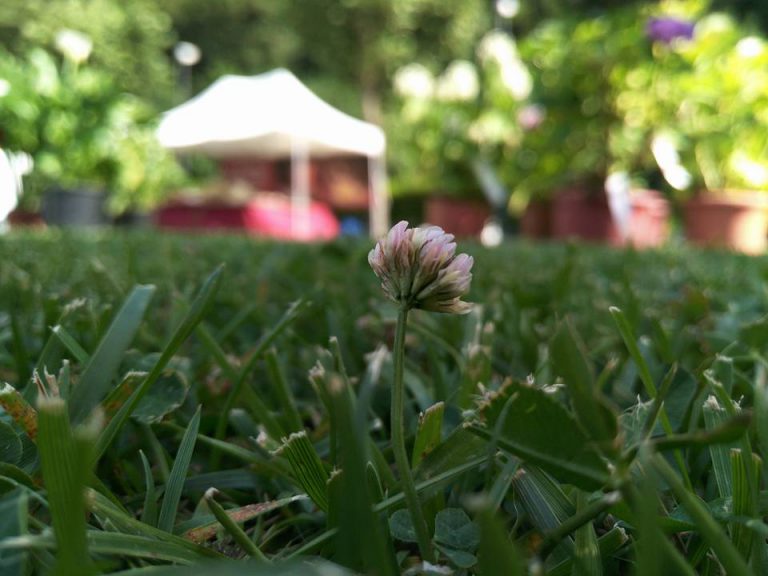 Un fiore in giardino. Palazzo mediceo Serravezza.