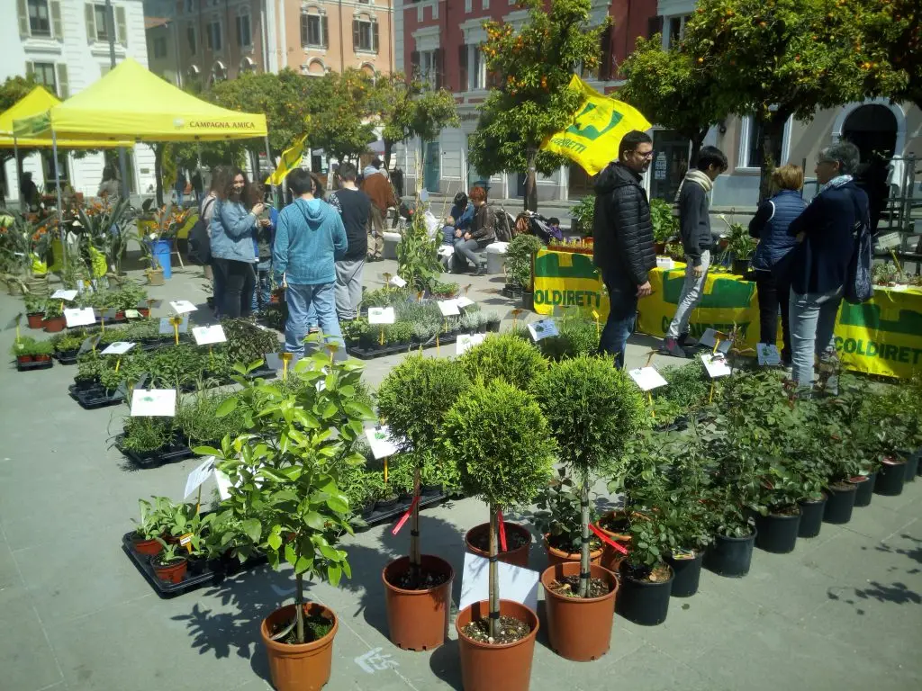 Eventi itineranti - Nandina - Photinia - Fotinia - Leylandii