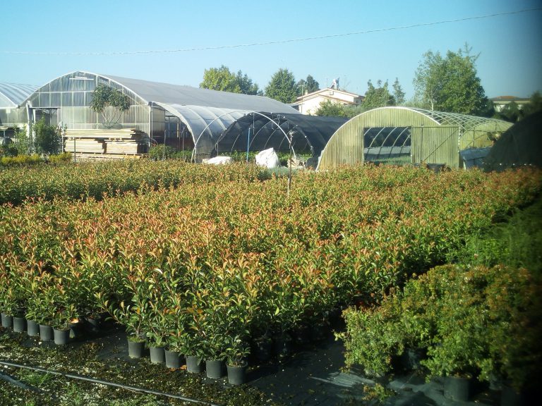 Produzione primaverile Photinia red robin