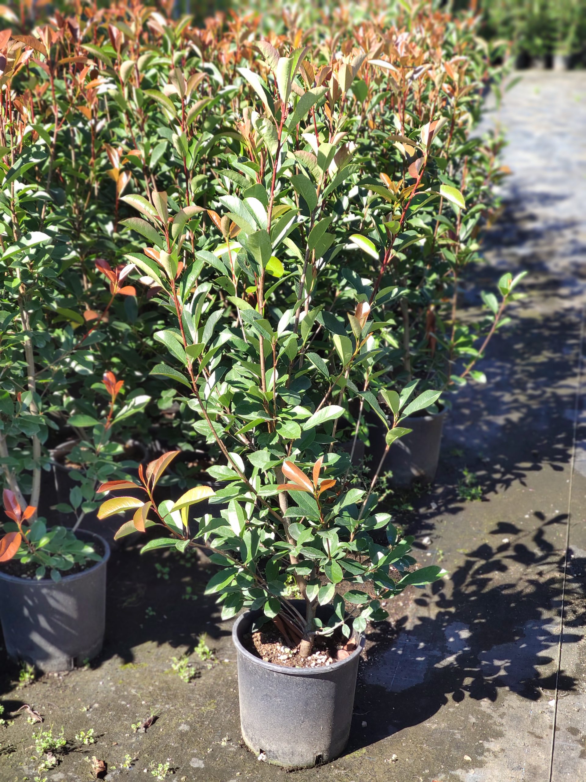 Photinia Vaso 24