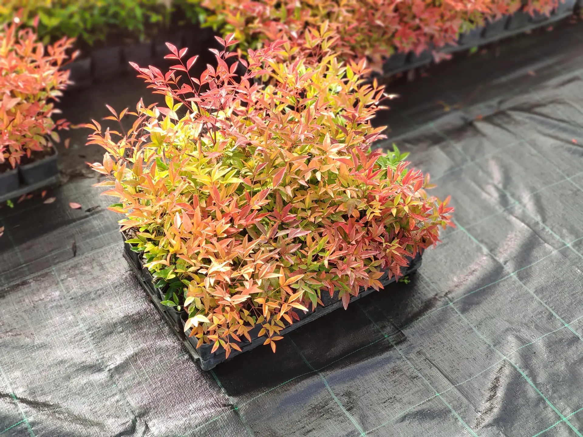 Nandina Vaso 8x8